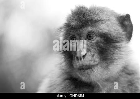 Barbary macaque (Macaca sylvanus) in Gibilterra Foto Stock