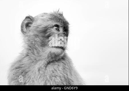 Barbary macaque (Macaca sylvanus) in Gibilterra Foto Stock