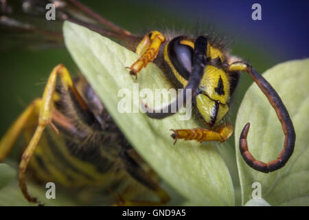 Close up macro scary giacca gialla wasp sulla foglia verde Foto Stock