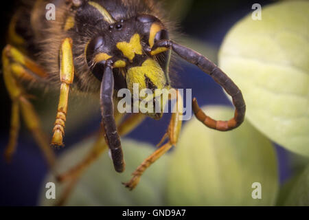 Close up macro scary giacca gialla wasp battenti Foto Stock