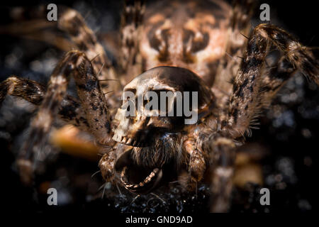 Extreme close up di ripresa macro di un gran lupo ragno con teschio umano Foto Stock