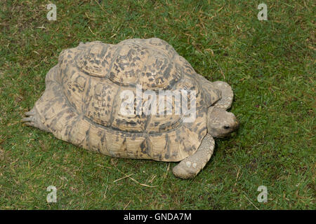 Sperone africana-thighed tartaruga (Geochelone sulcata) a Earnley farfalle uccelli e le bestie Foto Stock