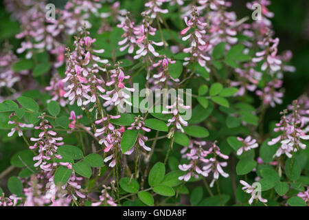 Indigostrauch, Indigo-Strauch, indaco, Indigofera amblyantha, rosa-fiore indaco, rosa-indaco fiorito, Cinese Indigo Foto Stock