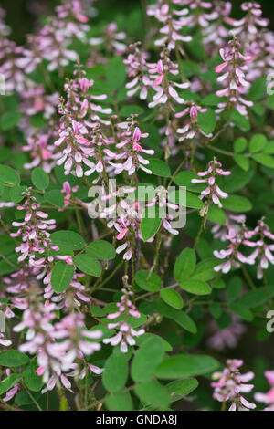 Indigostrauch, Indigo-Strauch, indaco, Indigofera amblyantha, rosa-fiore indaco, rosa-indaco fiorito, Cinese Indigo Foto Stock