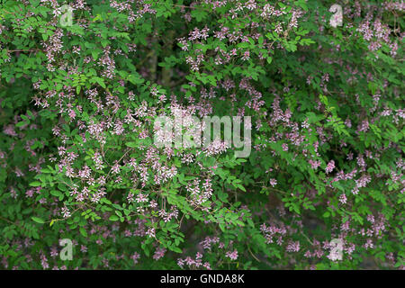 Indigostrauch, Indigo-Strauch, indaco, Indigofera amblyantha, rosa-fiore indaco, rosa-indaco fiorito, Cinese Indigo Foto Stock