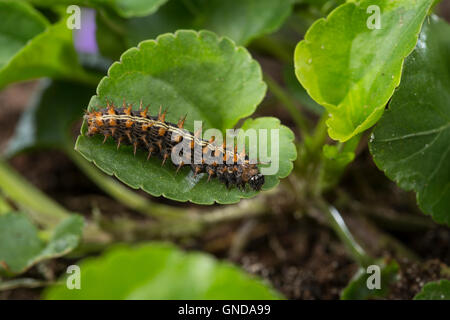 Kaisermantel, Raupe frisst un Veilchen, Silberstrich, Argynnis paphia, Silver-lavato fritillary, Caterpillar, Le Tabac d'Espagne Foto Stock