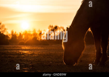 New Forest pony, prese a Kings Cross, Hampshire Foto Stock