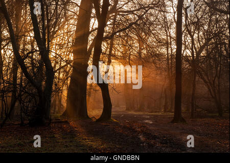 Sunrise in boschi Ashridge Foto Stock