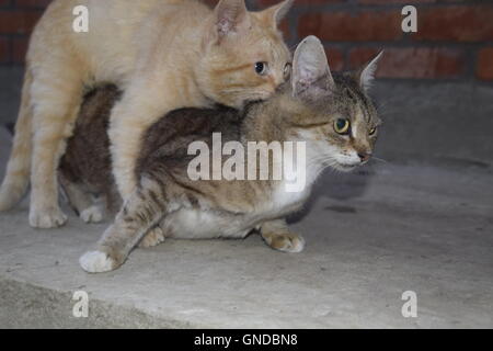 Accoppiamento gatti domestici Foto Stock