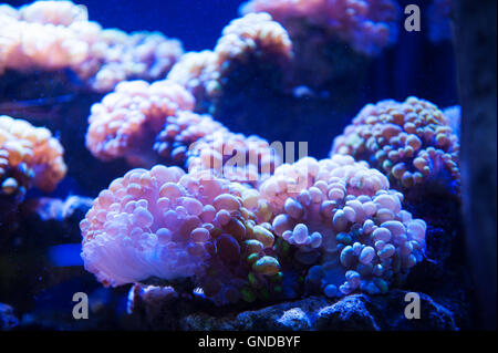 Sogno di fotografia subacquea alghe in acquario Foto Stock