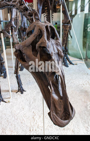Anatotitan copei dal Museo Americano di Storia Naturale di New York. Foto Stock