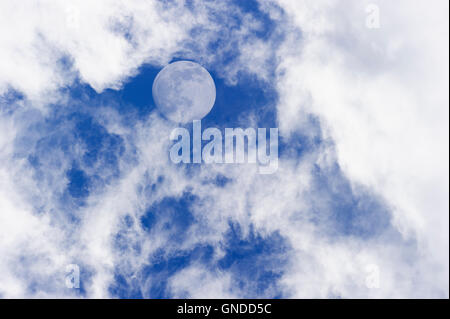 Luna nuvole è una panoramica diurna di bianco wispy cumulus nubi insieme contro un profondo cielo blu come la luna piena sorge nel cielo. Foto Stock