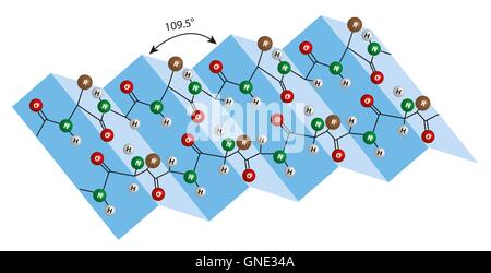 Foglio beta - la struttura secondaria di peptidi Foto Stock