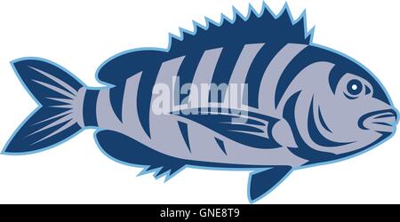 Sheepshead pesce retrò isolato Illustrazione Vettoriale