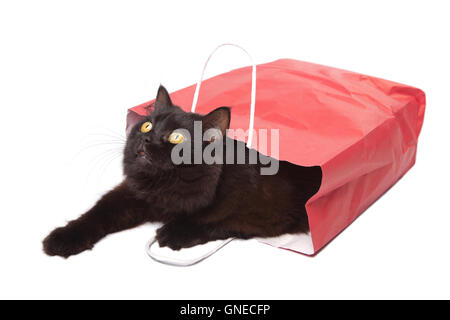 Gatto nero nel sacchetto rosso isolato Foto Stock