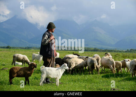 La ROMANIA Transilvania, pascolo di capre e pecore nella parte anteriore dei Monti Fagaras / RUMAENIEN Transsilvanien Siebenbuergen, Arpasu de sus, grasende Ziegen und Schafe auf Weide vor Fagaras Gebirge Foto Stock