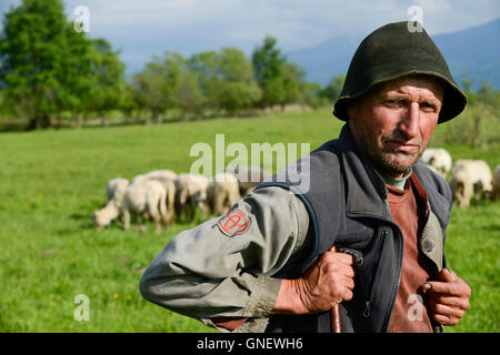 La ROMANIA Transilvania, pascolo di capre e pecore nella parte anteriore dei Monti Fagaras / RUMAENIEN Transsilvanien Siebenbuergen, Arpasu de sus, grasende Ziegen und Schafe auf Weide vor Fagaras Gebirge Foto Stock