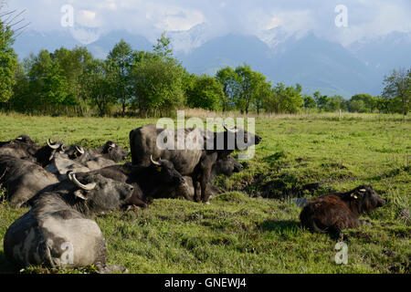 La ROMANIA Transilvania, Arpasu de sus, bufali d'acqua nella parte anteriore dei Monti Fagaras , il latte viene utilizzato per il formaggio mozzarella trasformazione Foto Stock