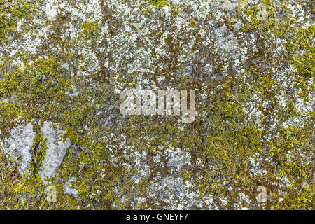 Grigio vecchio muro di pietra con verde muschio sfondo texture Foto Stock