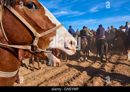 Uzbekistan, Kachka Daria provincia, Buzkashi, cavalieri combattono per un corpo di pecora Foto Stock