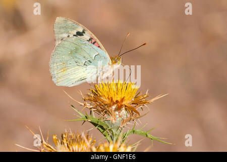 Il cardinale fritillary ( argynnis pandora), alimentazione su un fiore. Foto Stock