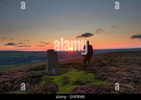 Catterick Hill, Weardale, County Durham Regno Unito. Martedì 30 Agosto 2016. Regno Unito Meteo. Walker godendo la vista sulle Grouse mori di Weardale dalla cima della collina Catterick questa mattina come il sole illumina la fioritura heather. La previsione è per un altro fine e giorno asciutto, ma può diventare cloudier a volte attraverso la Pennines Credito: David Forster/Alamy Live News Foto Stock