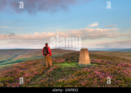 Catterick Hill, Weardale, County Durham Regno Unito. Martedì 30 Agosto 2016. Regno Unito Meteo. Walker godendo la vista sulle Grouse mori di Weardale dalla cima della collina Catterick questa mattina come il sole illumina la fioritura heather. La previsione è per un altro fine e giorno asciutto, ma può diventare cloudier a volte attraverso la Pennines Credito: David Forster/Alamy Live News Foto Stock