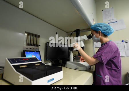 Chongqing Cina. 24 Ago, 2016. Un membro del personale controlla l'embrione presso il laboratorio del Chongqing istituto di salute riproduttiva e genetica nel Chongqing Cina sud-occidentale, 24 agosto 2016. Il laboratorio è stato aperto al pubblico per la prima volta per mostrare il processo di fecondazione artificiale. © Tang Yi/Xinhua/Alamy Live News Foto Stock