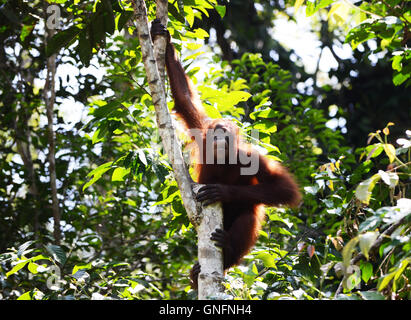 Un giovane Orango Tango gioca su un albero nella foresta di Semenggoh riserva naturale neark Kuching, Sarawak. Foto Stock