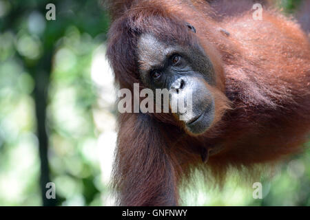 Primo piano di una semi selvatici Orangutan femmina presi in t egli foresta di Natura Semenggoh riserva. Foto Stock