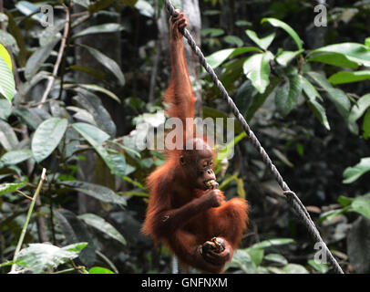 Un bambino alimentazione Orangutan sulle banane dato a lui al terreno di alimentazione al Semenggoh centro di riabilitazione vicino a Kuching.