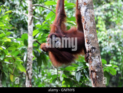 Un Orango Tango su un albero in Natura Semenggoh riserva. Foto Stock