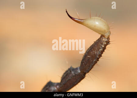 Wild South African scorpion, Venom sting. Foto Stock