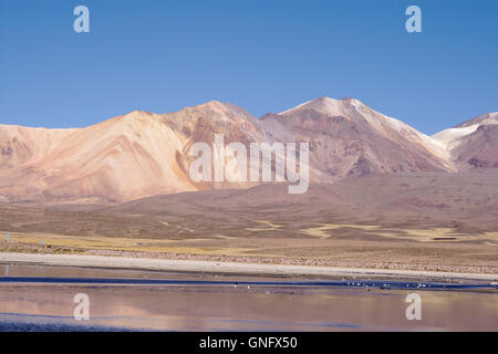 Lago Chungara e vulcano Guallatiri (picchi laterali), Lauca National Park, Cile Foto Stock