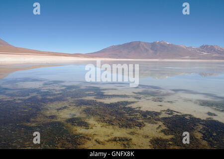 Laguna Blanca, Ande nel sud-ovest della Bolivia Foto Stock