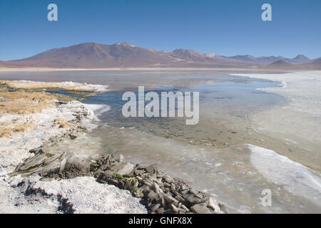 Laguna Blanca con la lastra di ghiaccio, Ande nel sud-ovest della Bolivia Foto Stock