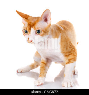 Orange devon rex gatto con grandi orecchie su sfondo bianco Foto Stock