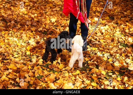 Donna barboncino feed in un bellissimo parco di autunno. Foto Stock