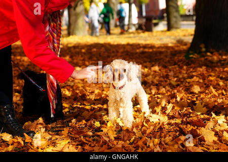 Donna barboncino ammonisce in un bellissimo parco di autunno. Foto Stock