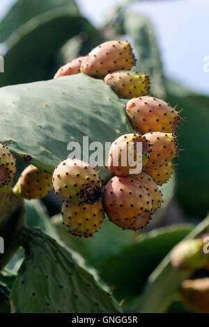 Fichidindia frutto sulla pianta di cactus. Questi sono molto deliziosi frutti e in alcuni punti persino le foglie sono utilizzate nelle ricette. Foto Stock