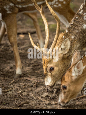 Chiudere fino all'asse cervi la testa Foto Stock