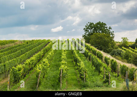 Vigneto in zona velke bilovice, il più grande villaggio del vino in Moravia Repubblica Ceca Foto Stock