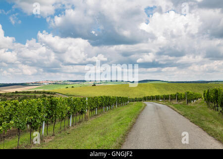 Vigneto in zona velke bilovice, il più grande villaggio del vino in Moravia Repubblica Ceca Foto Stock