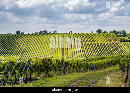 Vigneto in zona velke bilovice, il più grande villaggio del vino in Moravia Repubblica Ceca Foto Stock