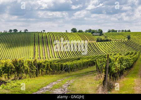 Vigneto in zona velke bilovice, il più grande villaggio del vino in Moravia Repubblica Ceca Foto Stock