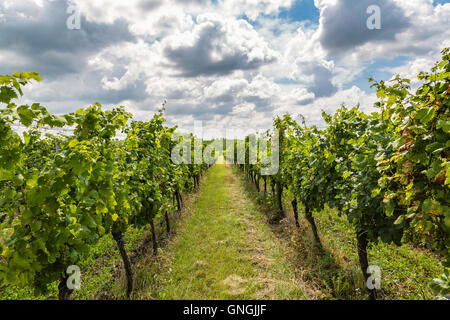 Vigneto in zona velke bilovice, il più grande villaggio del vino in Moravia Repubblica Ceca Foto Stock