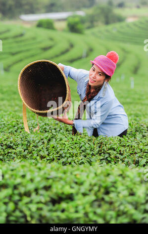 Asia donna bella raccolta di foglie di tè in una piantagione di tè, felicità Foto Stock