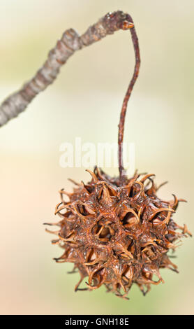 Dolce di legno duro gum Tree ha hard seedpods pungenti. Foto Stock