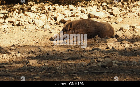 Il cinghiale dormendo nel caldo sole estivo Foto Stock