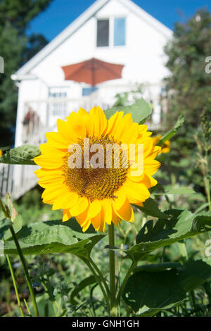 Sun fiore nel giardino davanti a casa a Duluth, Minnesota. Foto Stock